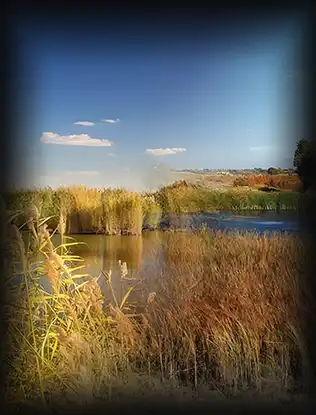 Natural reed origin composite